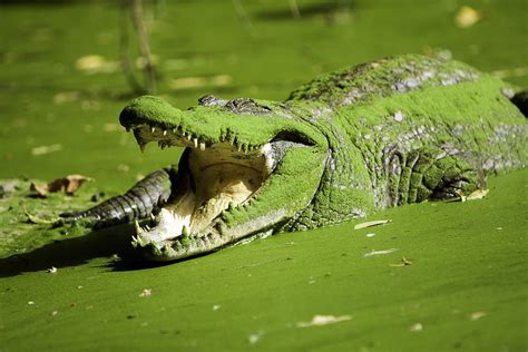 Fresh local dishes,seafood, steaks and snacks. . Gambia river crocodiles